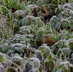 Winter Wren