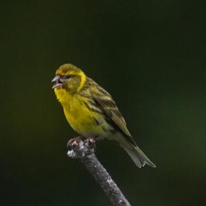 European Serin