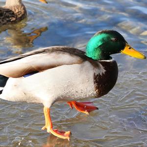 Mallard