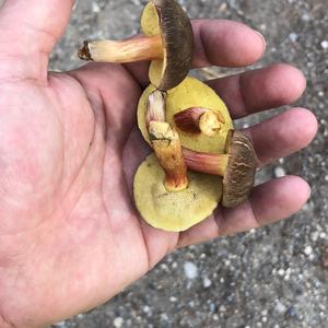 Red-cracked Bolete