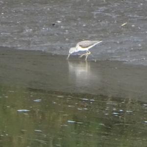 Common Greenshank