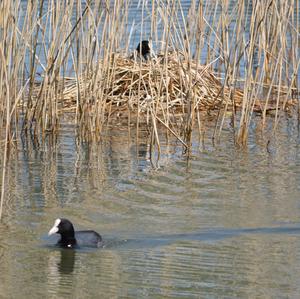 Common Coot