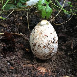 Stinkhorn, Common