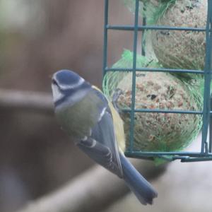 Blue Tit