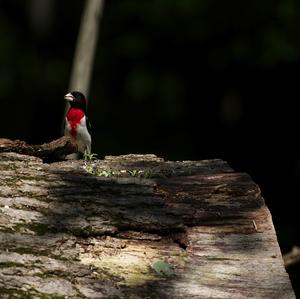 Rose-breasted Grosbeak