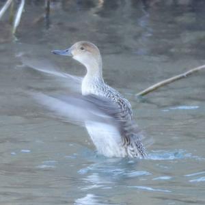 Northern Pintail