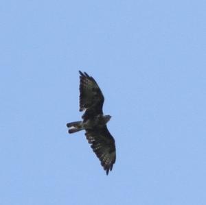 Common Buzzard