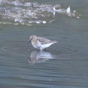 Dunlin