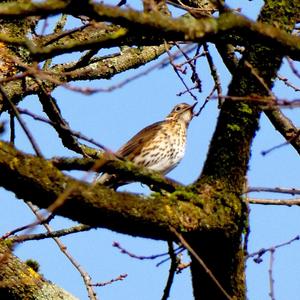 Song Thrush