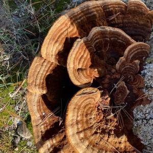 Black-staining Polypore