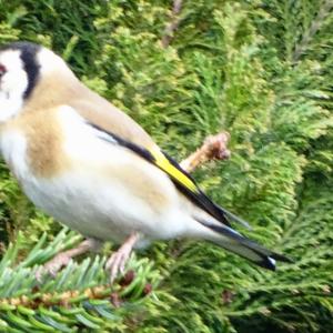 European Goldfinch