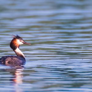 Great Crested Grebe