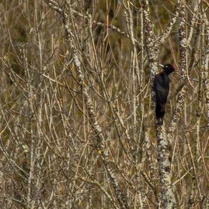 Black woodpecker