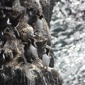 Common Guillemot