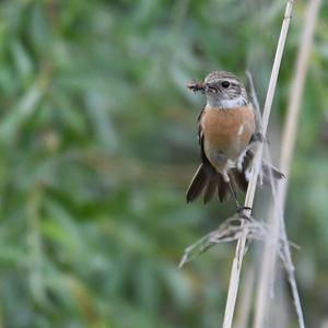 European stonechat