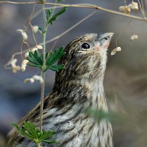 Eurasian Siskin