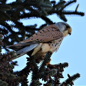 Common Kestrel