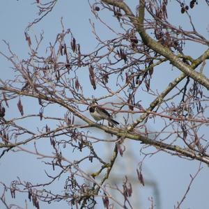 White Wagtail