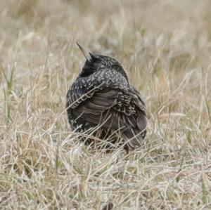 Common Starling