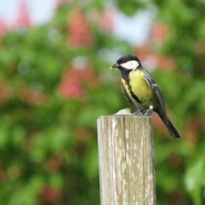 Great Tit