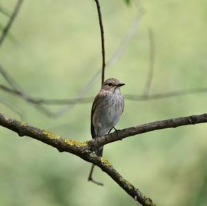 Spotted Flycatcher