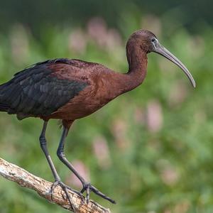 Glossy Ibis