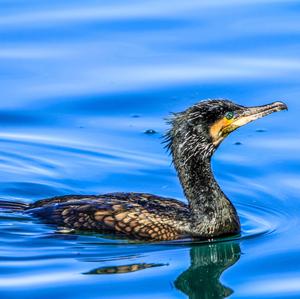 Great Cormorant