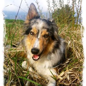 Border Collie