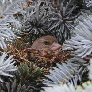 European Greenfinch