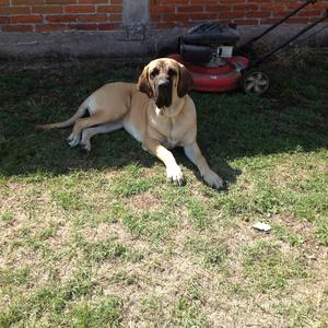 Fila Brasileiro