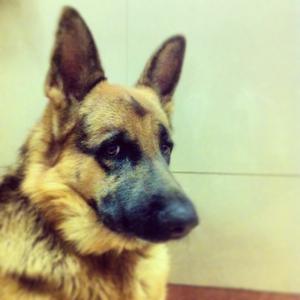 German Shepherd