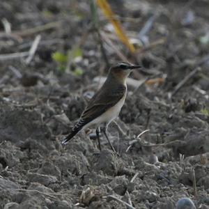 Northern Wheatear