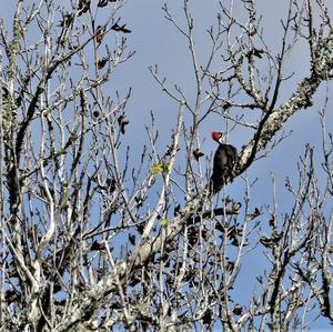 Pileated Woodpecker