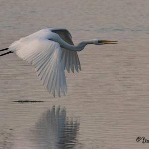 Great Egret