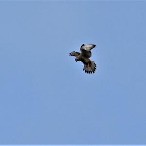 Common Kestrel