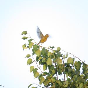 European Greenfinch