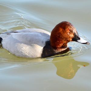 Common Pochard