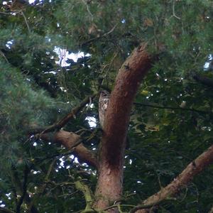 Eurasian Eagle-owl