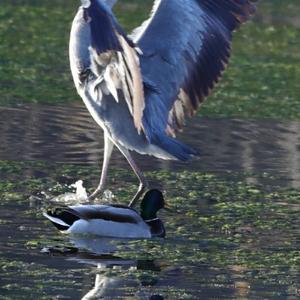 Grey Heron