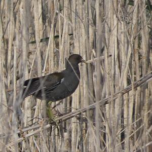 Common Moorhen