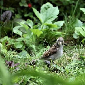 House Sparrow