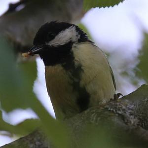 Great Tit