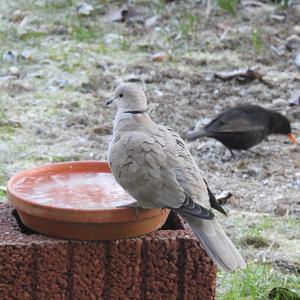 Eurasian Collared-dove