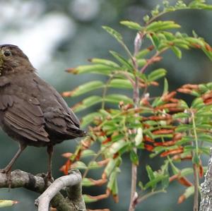 Eurasian Blackbird