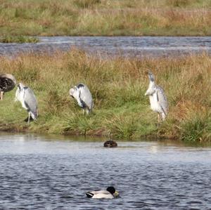 Grey Heron