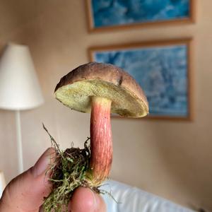 Red-cracked Bolete