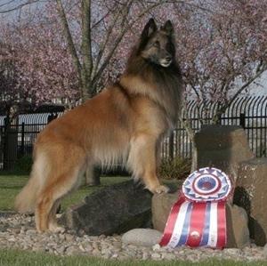 Belgian Tervuren