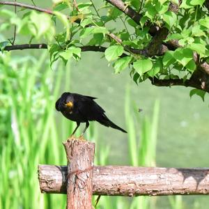 Eurasian Blackbird