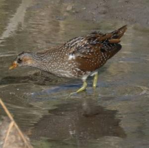 Spotted Crake