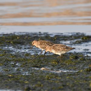 Dunlin